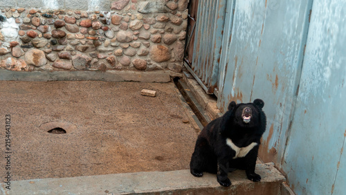Bear sitting on stone ledge inside a zoo enclosure in the afternoon