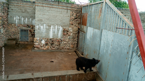 Bear in an enclosure at a wildlife center during the afternoon