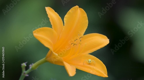 Female Goldenrod spider resting on the lookout on a petal of orange-yellow Daylily flower in summer. Misumena vatia, Hemerocallis middendorffii, Indre-et-Loire 37, région Centre, France, Europe