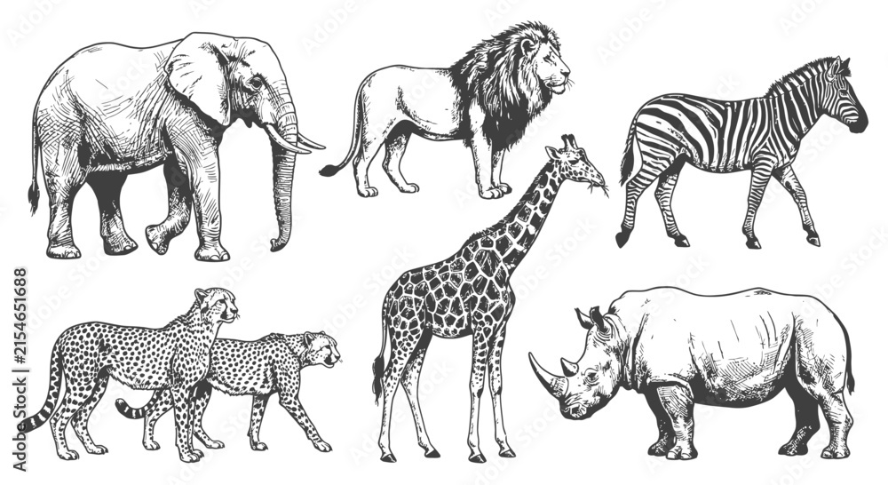 Naklejka premium Hand-drawn set of African safari animals including elephant, lion, giraffe, zebra, rhinoceros, and spotted cheetahs. Detailed black and white line art illustrations on white background.