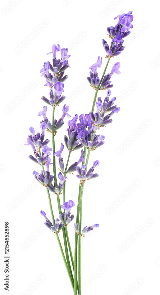 Obraz premium Sprigs of lavender with purple flowers isolated on a white background. Several lavender flowers.