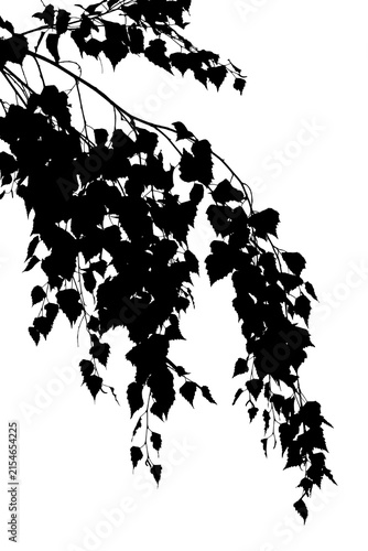 Black and white photograph of a birch branch. Black and white silhouette of the branch.