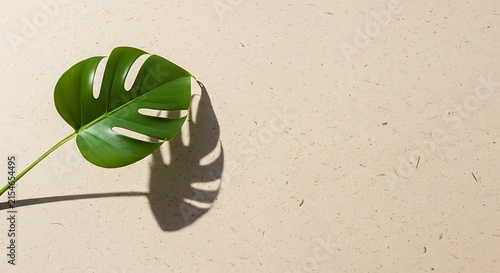 Monstera leaf on sandy surface with natural sunlight and minimalist composition