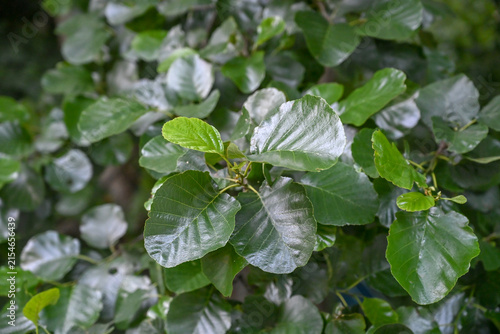 Glossy rounded leaves of an alder tree. Fresh green alder leaves with a shiny texture.