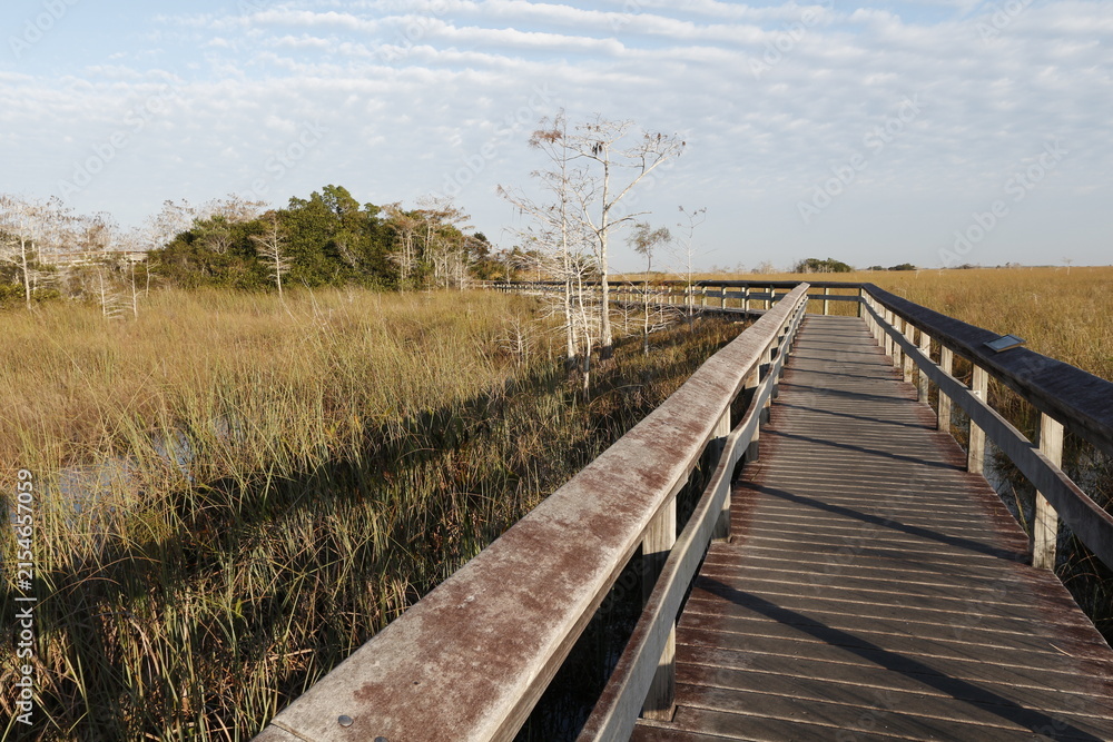 Fototapeta premium Boardwalk through sawgrass at Everglades National Park, Florida