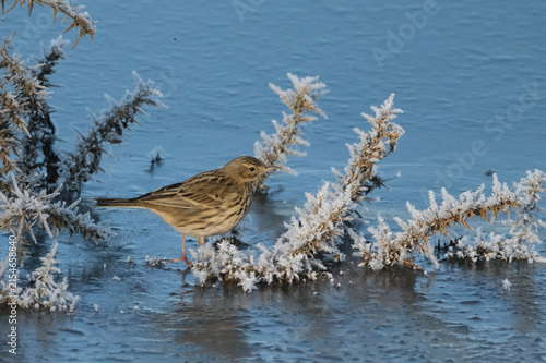 Obraz na plátně Meadow pipit Anthus pratensis bird perched on a frozen gorse branch covered in h