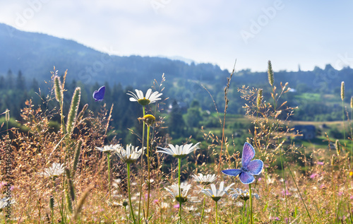 White daisies and pink cornflowers blooming in a summer meadow in mountains with blue and pink butterflies flying against a clear blue sky