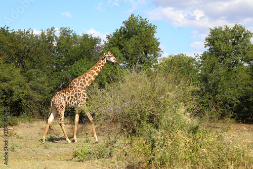 Photography Giraffe / Giraffe / Giraffa camelopardalis