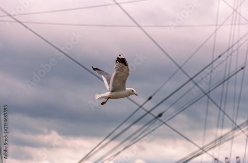 Foto Seagull flying through sailboat rigging lines and cables at marina harbor, moody