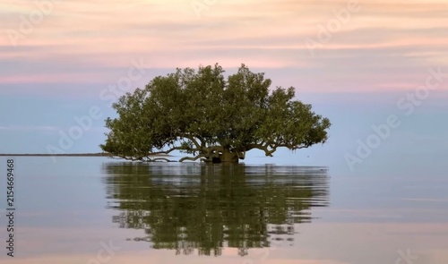 фотографія Serene Solitary Tree and Mirror-like Lake at Dusk