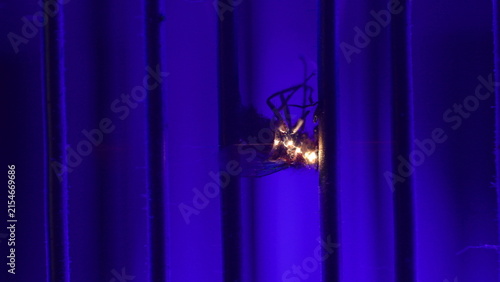 Fly is zapped repeatedly inside an ultraviolet insect killer as electrical sparks electrify its body until the intense discharge fractures it in half near the end