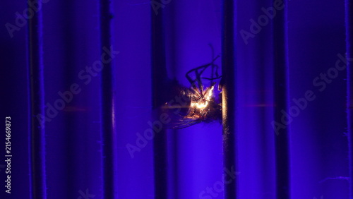 Foto Fly is zapped repeatedly inside an ultraviolet insect killer as electrical spark
