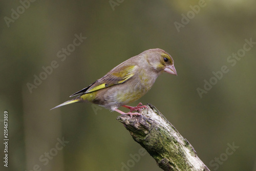 Canvas Print European greenfinch (Chloris chloris) perched on a mossy branch, side view portr