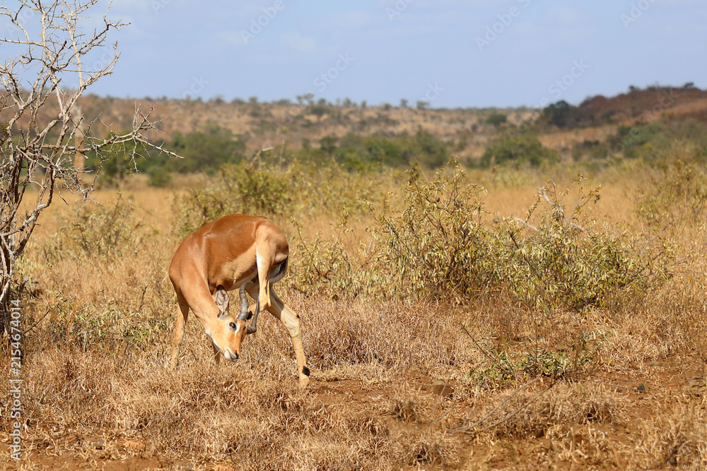 Fototapeta premium Schwarzfersenantilope / Impala / Aepyceros melampus