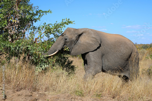 Canvas Print Afrikanischer Elefant / African elephant / Loxodonta africana