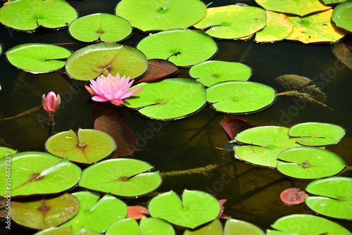 Foto Pink water lily flowers blooming in a pond with floating leaves