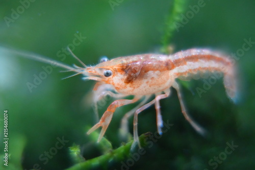 Close up of a Ghost Shrimp Macro Photography