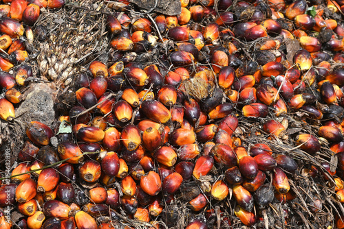 Palm oil