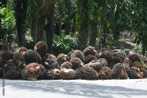 Palm oil