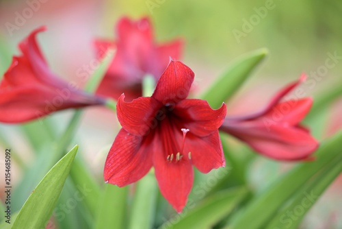dark red Hippeastrum