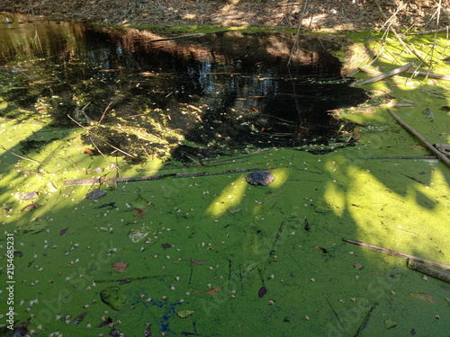 Duckweed scientifically known as Lemma minor, can grow to the point of covering river currents.