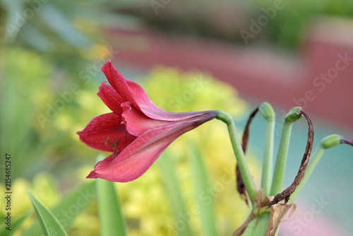 dark red Hippeastrum