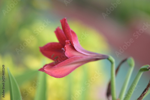 dark red Hippeastrum