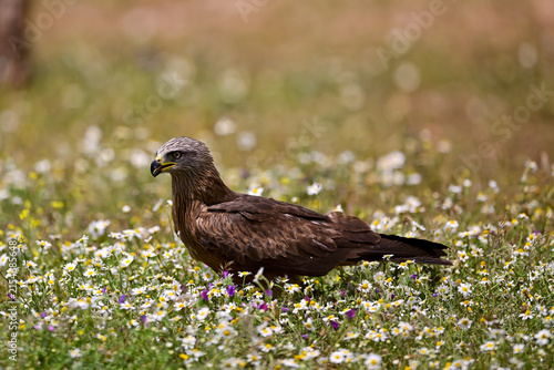 Fotografía A black kite (Milvus migrans) searching for food in a flower-filled meadow // Sc