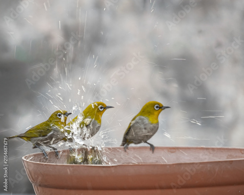 Foto A Indian White Eye