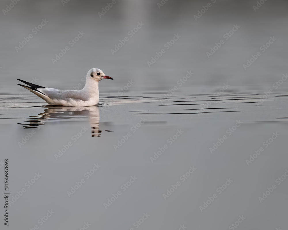 Fototapeta premium A Little Sea Gull