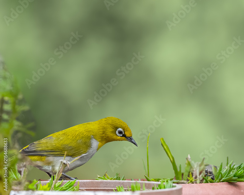Obraz na płótnie A Indian White Eye