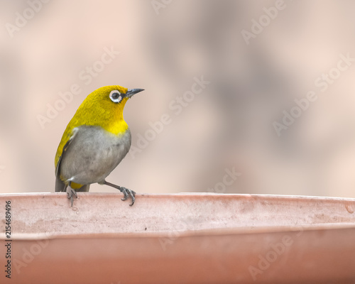 Obraz na plátne A Indian White Eye