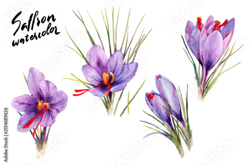 Saffron crocus watercolor flower collection with purple blooms