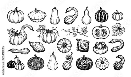 Autumn Pumpkin and Decorative Gourd Ink Sketch Elements Hand Drawn Vector Set