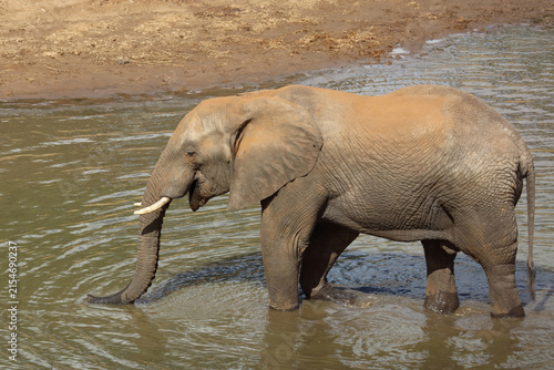 Canvas Print Afrikanischer Elefant / African elephant / Loxodonta africana