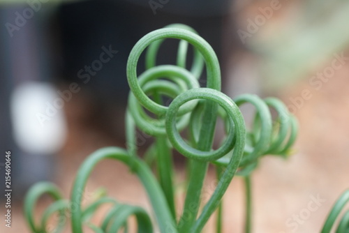 Albuca spiralis Frizzle Sizzle Close Up Photography