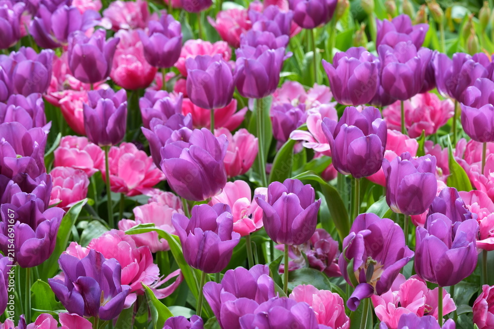Obraz premium Tulips in Full Bloom Purple and Pink Flower Garden