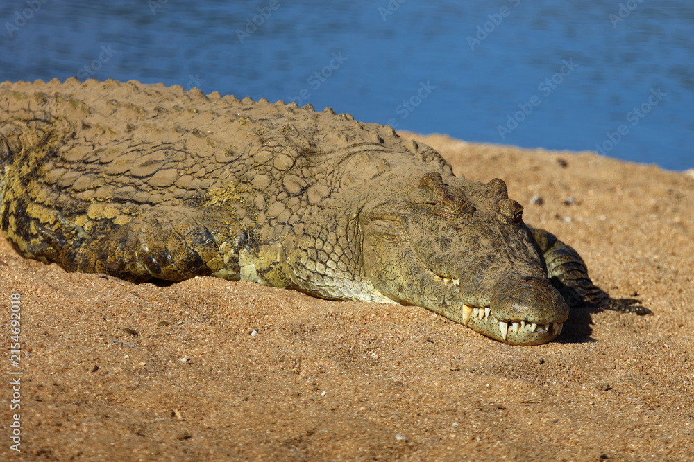 Fototapeta premium Nilkrokodil / Nile crocodile / Crocodylus niloticus