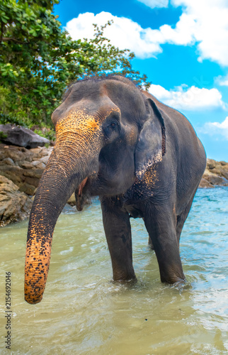 Canvas Print Elephants walk along the seashore