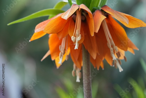 Orange Fritillaria imperialis Flower Macro Shot