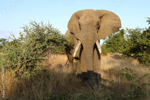 Photography Afrikanischer Elefant / African elephant / Loxodonta africana