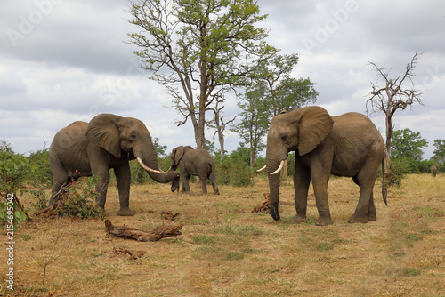 Photography Afrikanischer Elefant / African elephant / Loxodonta africana