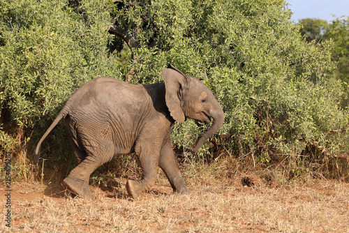 Foto Afrikanischer Elefant / African elephant / Loxodonta africana