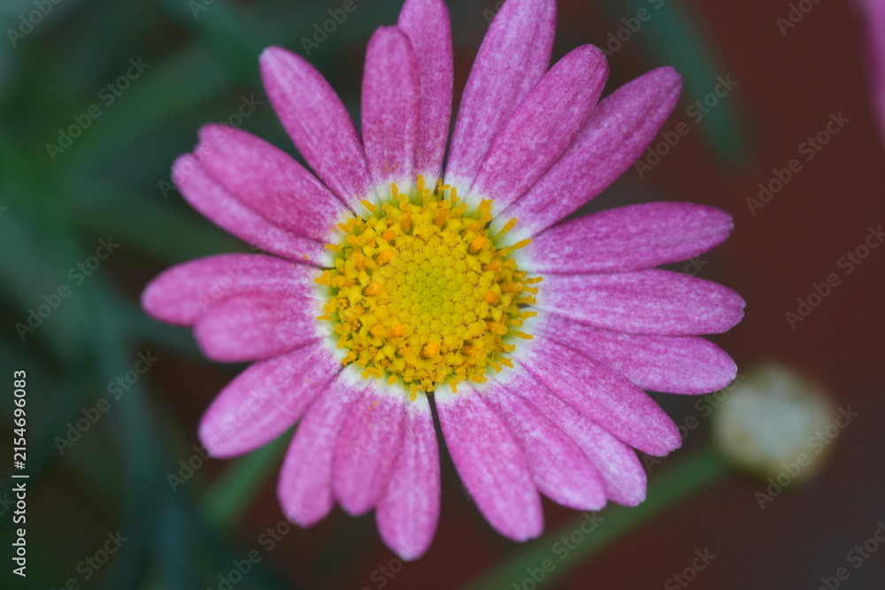 Obraz premium Pink Marguerite Daisy Close Up Flower Photography