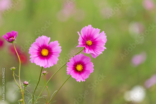 秋桜