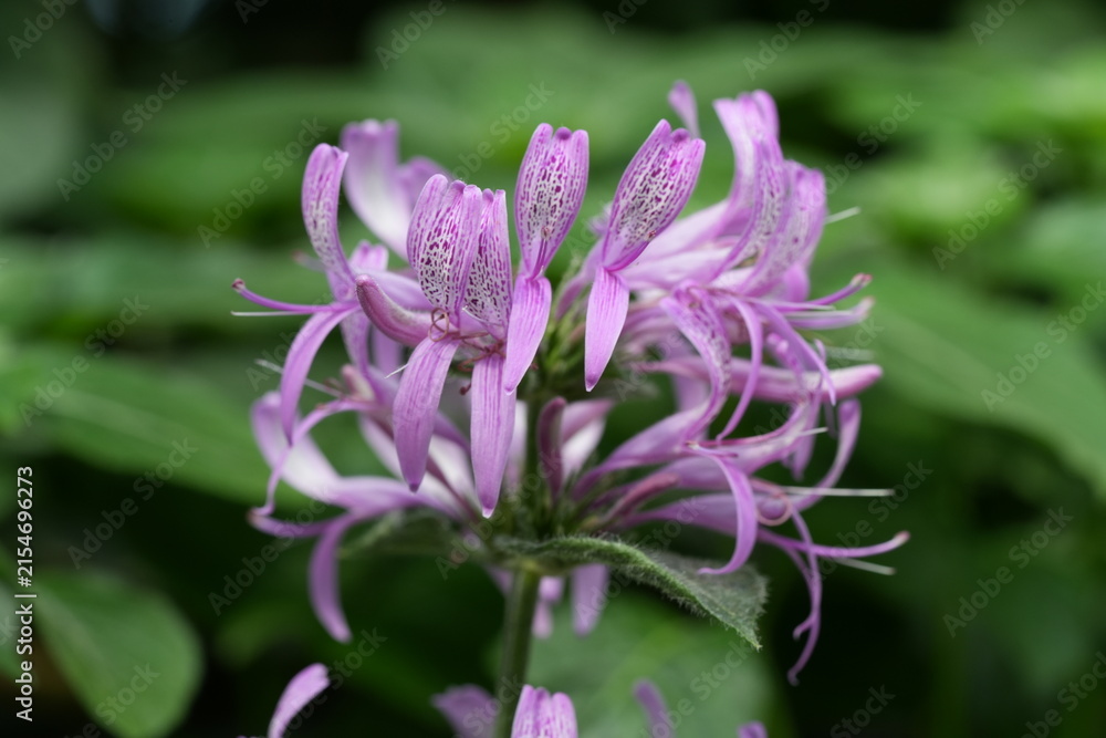 Obraz premium Close up of Beautiful Monarda Plant in Bloom