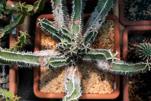 Canvastavla Spiky succulent plant with white thorns growing in terracotta pot indoors