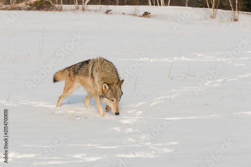 Grey Wolf (Canis lupus) Moves Right with Nose to Ground Winter