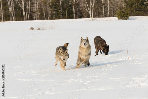 Three Grey Wolves (Canis lupus) Move Forward in Snowy Field Winter