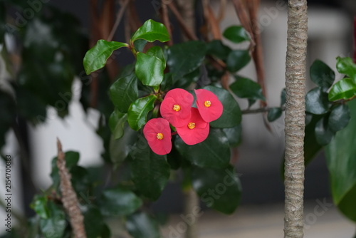 Canvastavla Crown of Thorns Blooming Red Flowers Beautiful Plant